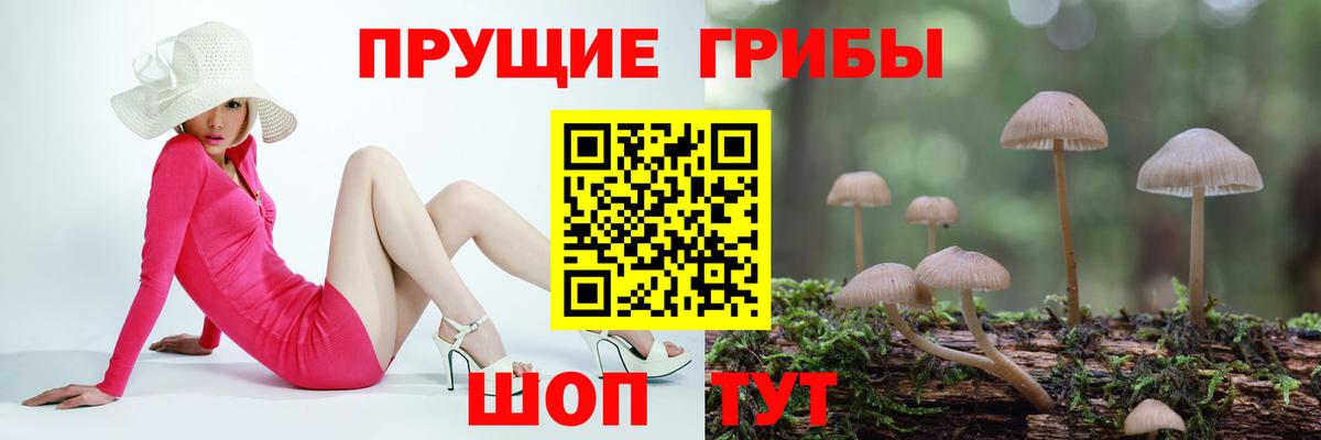 Псилоцибиновые грибы Psilocybe Удомля
